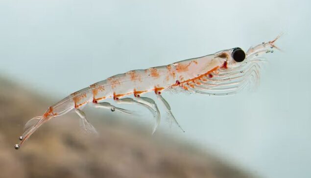 کریل آئل (Krill Oil)