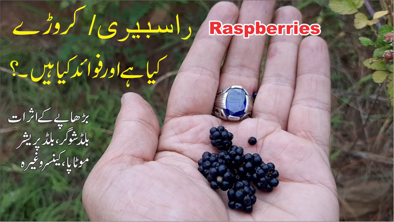 کروڑے راسبیری کے فوائد