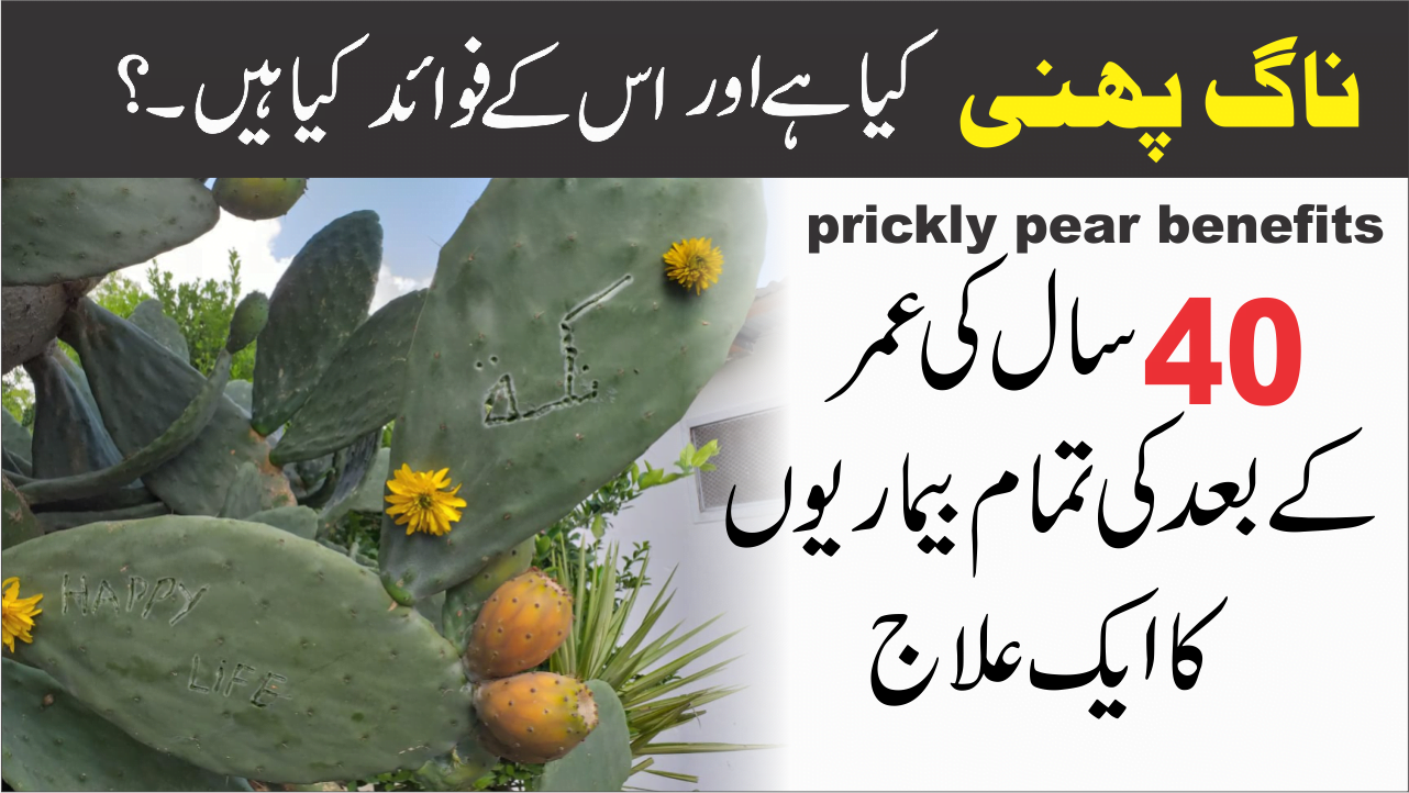 پریکلی پیئر ناگ پھنی