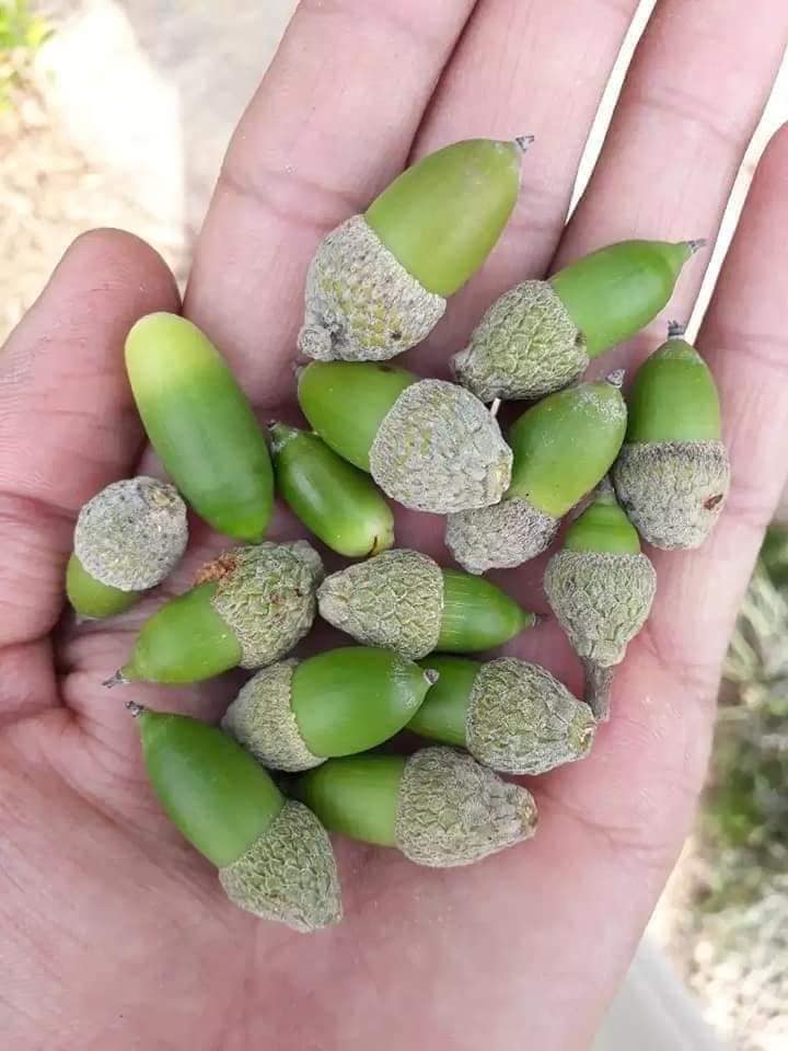 شاہ بلوط ریں