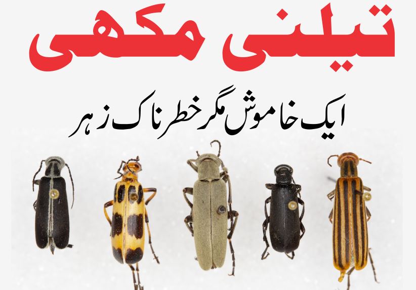 تیلنی مکھی ایک خاموش مگر خطرناک زہر